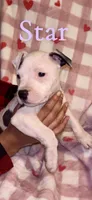 Star, a female American Pit Bull Terrier for sale in New Jerusalem, PA – Photo 4 of 5