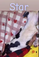 Star, a female American Pit Bull Terrier for sale in New Jerusalem, PA – Photo 5 of 5