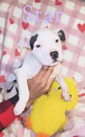 Star, a female American Pit Bull Terrier for sale in New Jerusalem, PA – Photo 2 of 5
