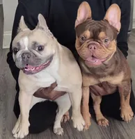 Hazel , a female French Bulldog for sale in Pensacola, FL – Photo 4 of 4