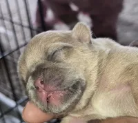 Hazel , a female French Bulldog for sale in Pensacola, FL – Photo 3 of 4