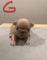 Hazel , a female French Bulldog for sale in Pensacola, FL – Photo 2 of 4