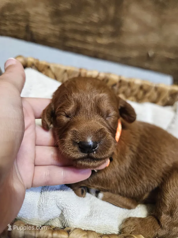 Blaze – Labradoodle puppy for sale in Chelsea, MI