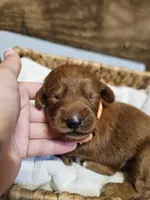 Blaze, a male Labradoodle for sale in Chelsea, MI – 1 of 5