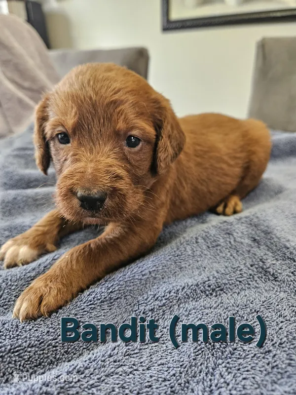 Bandit – Labradoodle puppy for sale in Chelsea, MI