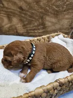 Bandit, a male Labradoodle for sale in Chelsea, MI – 3 of 7