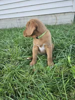 Scout, a male Labradoodle for sale in Chelsea, MI – 2 of 9