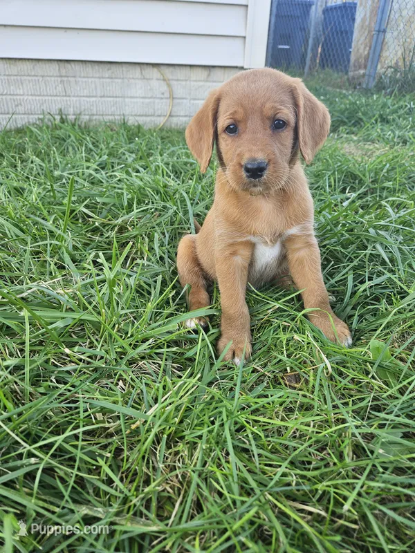 Scout – Labradoodle puppy for sale in Chelsea, MI