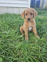 Scout, a male Labradoodle for sale in Chelsea, MI – 1 of 9