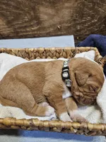 Rocky, a male Labradoodle for sale in Chelsea, MI – 3 of 5