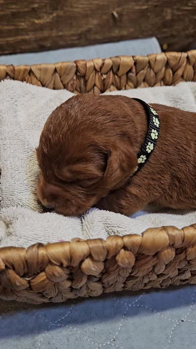 Bandit, a male Labradoodle for sale in Chelsea, MI – 7 of 7
