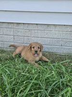 Ranger, a male Labradoodle for sale in Chelsea, MI – 3 of 9