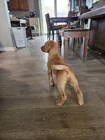 Calvin, a male Labradoodle for sale in Chelsea, MI – Photo 3 of 6