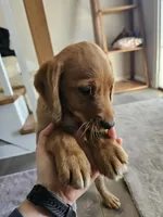 Calvin, a male Labradoodle for sale in Chelsea, MI – Photo 2 of 6