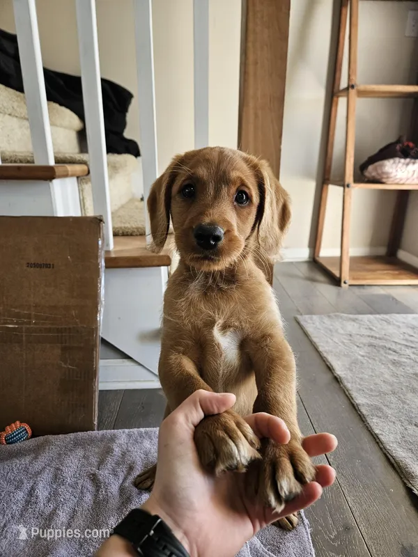 Calvin, a male Labradoodle for sale in Chelsea, MI – Photo 1 of 6