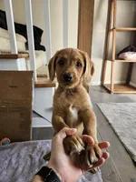 Calvin, a male Labradoodle for sale in Chelsea, MI – Photo 1 of 6