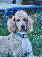 Calvin, a male Labradoodle for sale in Chelsea, MI – Photo 6 of 6