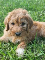 Future, a  Labradoodle for sale in Chelsea, MI – 2 of 6