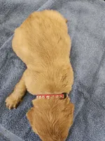 Ranger, a male Labradoodle for sale in Chelsea, MI – 6 of 9