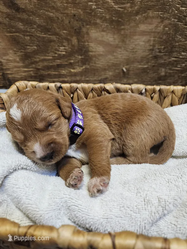 Nevada – Labradoodle puppy for sale in Chelsea, MI