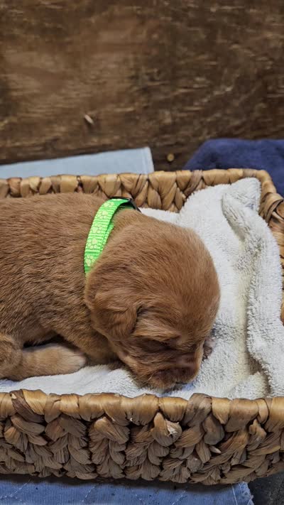Scout, a male Labradoodle for sale in Chelsea, MI – 6 of 6