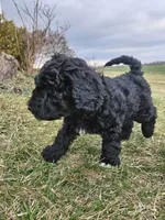 Razzle, a male Labradoodle for sale in Chelsea, MI – Photo 5 of 7