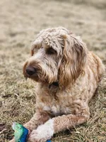 Razzle, a male Labradoodle for sale in Chelsea, MI – Photo 4 of 5