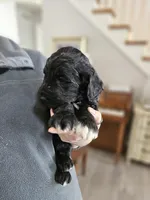 Razzle, a male Labradoodle for sale in Chelsea, MI – Photo 5 of 5