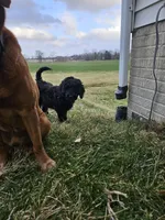 Razzle, a male Labradoodle for sale in Chelsea, MI – Photo 4 of 7