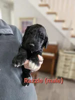 Razzle, a male Labradoodle for sale in Chelsea, MI – Photo 1 of 5