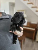 Razzle, a male Labradoodle for sale in Chelsea, MI – Photo 3 of 5