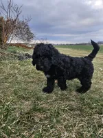 Razzle, a male Labradoodle for sale in Chelsea, MI – Photo 3 of 7