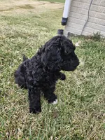 Razzle, a male Labradoodle for sale in Chelsea, MI – Photo 6 of 7