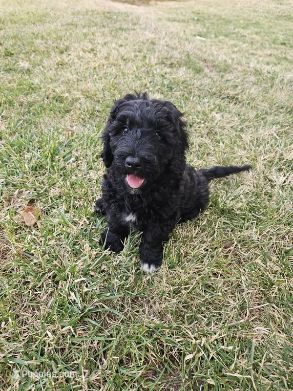 Razzle – Labradoodle puppy for sale in Chelsea, MI