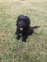 Razzle, a male Labradoodle for sale in Chelsea, MI – Photo 1 of 7