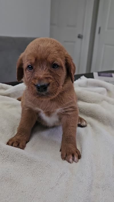 Scout, a male Labradoodle for sale in Chelsea, MI – 5 of 9