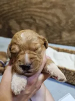 Rocky, a male Labradoodle for sale in Chelsea, MI – 2 of 5