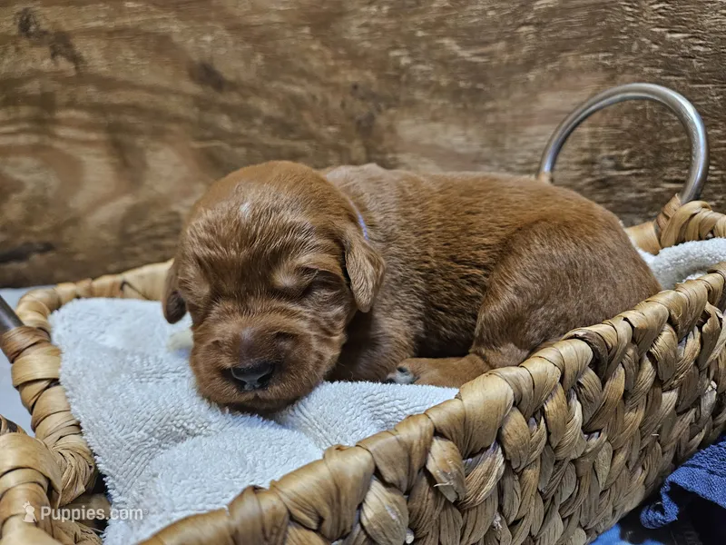 Cowboy – Labradoodle puppy for sale in Chelsea, MI