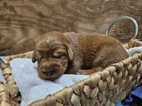 Cowboy, a male Labradoodle for sale in Chelsea, MI – 1 of 7