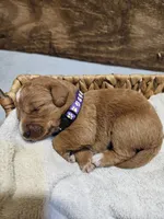 Nevada, a female Labradoodle for sale in Chelsea, MI – 4 of 7