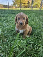 Nevada, a female Labradoodle for sale in Chelsea, MI – 2 of 10