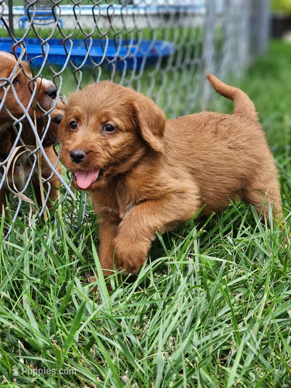 Future – Labradoodle puppy for sale in Chelsea, MI