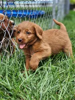 Future, a  Labradoodle for sale in Chelsea, MI – 1 of 7