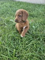 Bandit, a male Labradoodle for sale in Chelsea, MI – 2 of 10