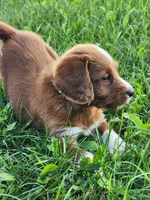 Future, a  Labradoodle for sale in Chelsea, MI – 2 of 7