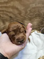 Bandit, a male Labradoodle for sale in Chelsea, MI – 4 of 7