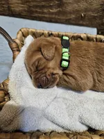 Scout, a male Labradoodle for sale in Chelsea, MI – 3 of 6