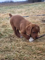 Rustler, a male Labradoodle for sale in Chelsea, MI – Photo 3 of 7