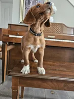 Rustler, a male Labradoodle for sale in Chelsea, MI – Photo 7 of 7