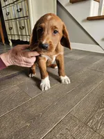 Rustler, a male Labradoodle for sale in Chelsea, MI – Photo 4 of 7